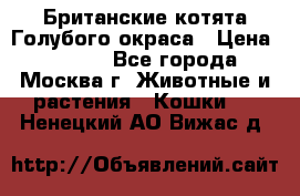 Британские котята Голубого окраса › Цена ­ 8 000 - Все города, Москва г. Животные и растения » Кошки   . Ненецкий АО,Вижас д.